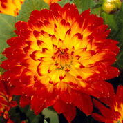 Dahlia Dcoratif 'Procyon'